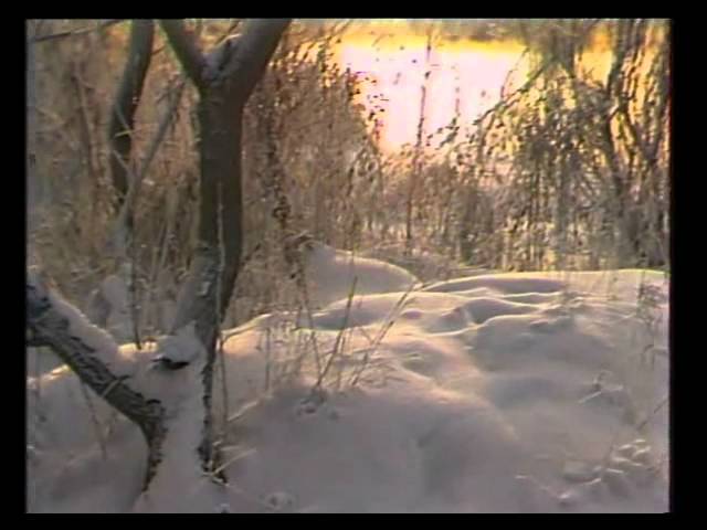 Галина Ненашева Берёза